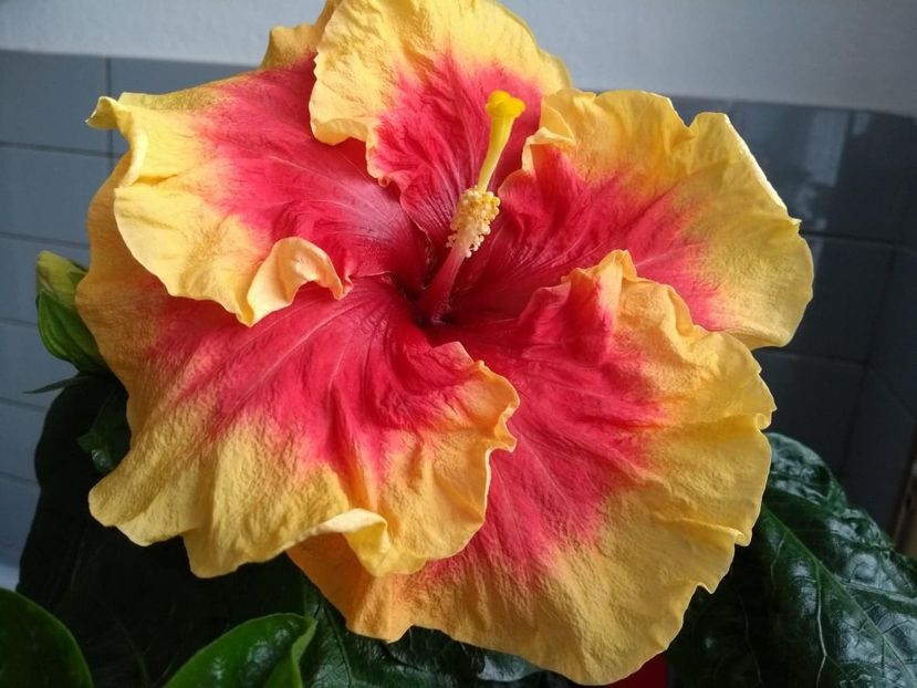  - Tahitian Rainbow Sands