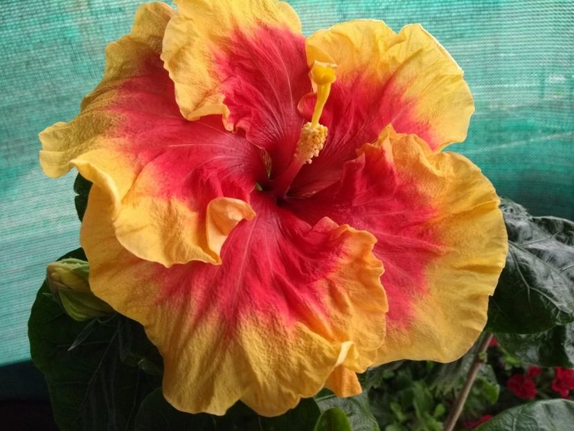  - Tahitian Rainbow Sands