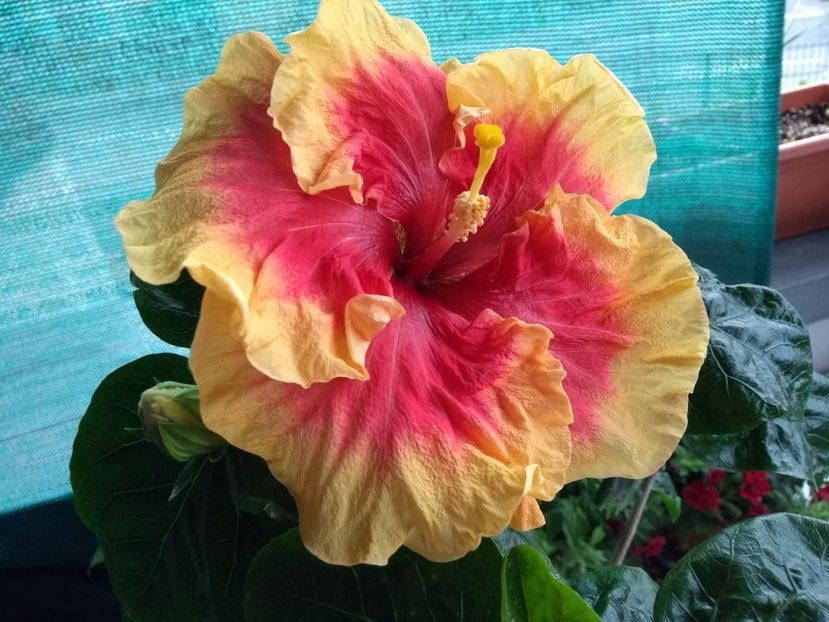  - Tahitian Rainbow Sands