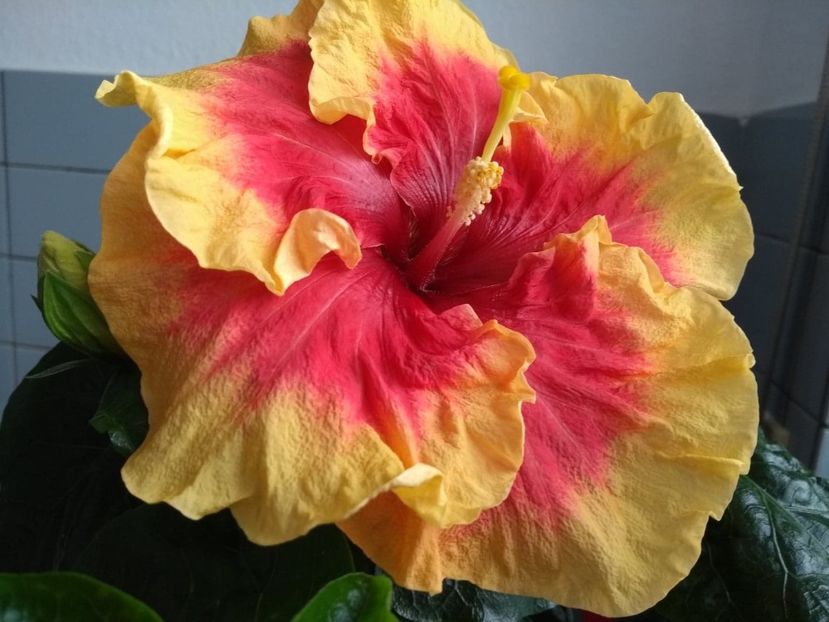  - Tahitian Rainbow Sands