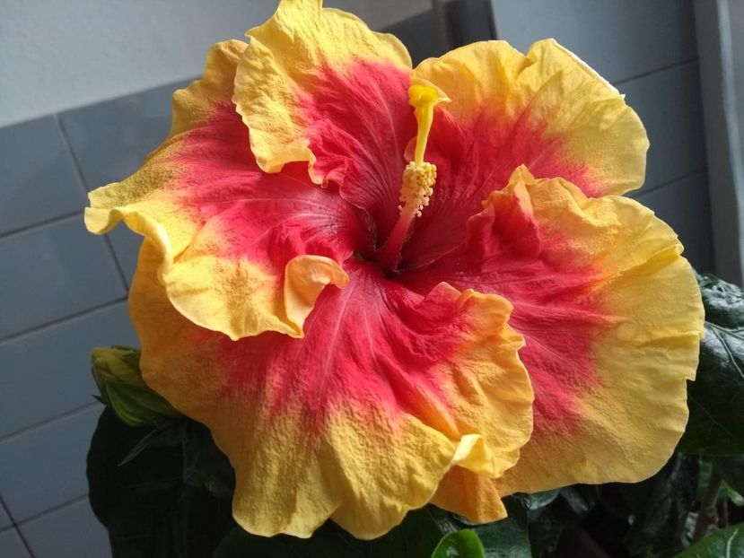  - Tahitian Rainbow Sands