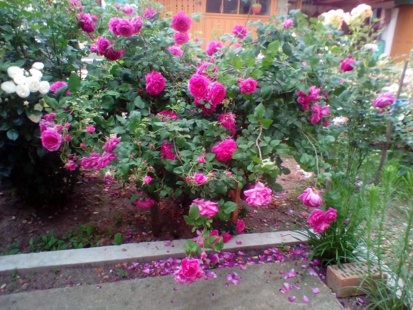 12 06 2019 - Young Lycidas