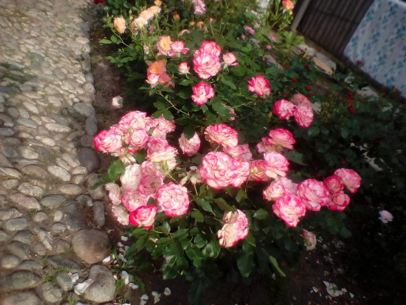 15 06 2019 - Jubilé du Prince de Monaco