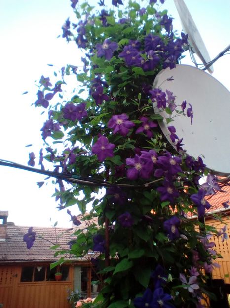 15 06 2019 - Jackmanii