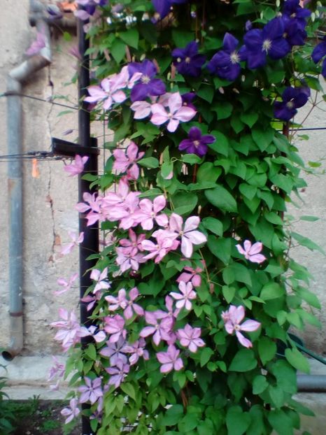 15 06 2019 - Margaret Hunt