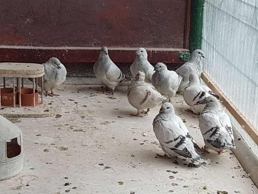  - 0-VRdF-TINERET-2019