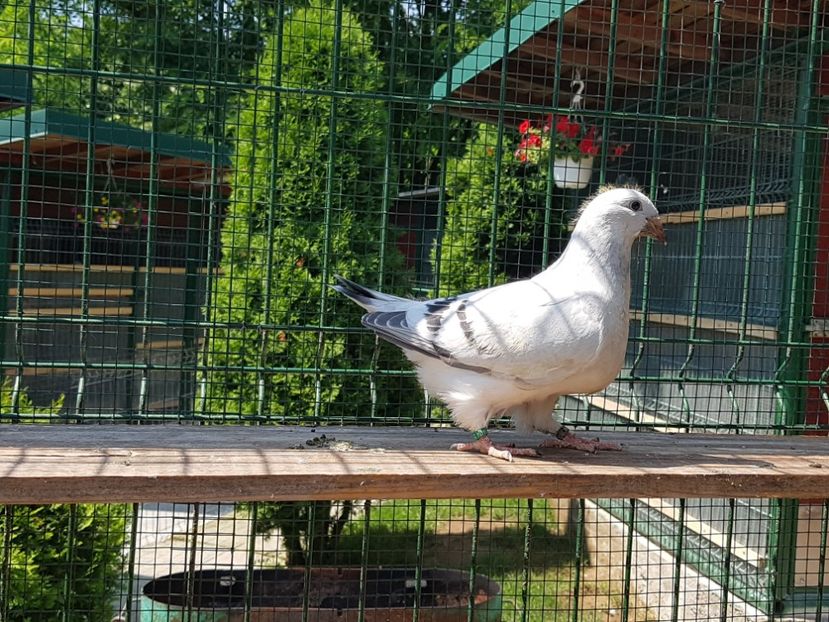  - 0-VRdF-TINERET-2019