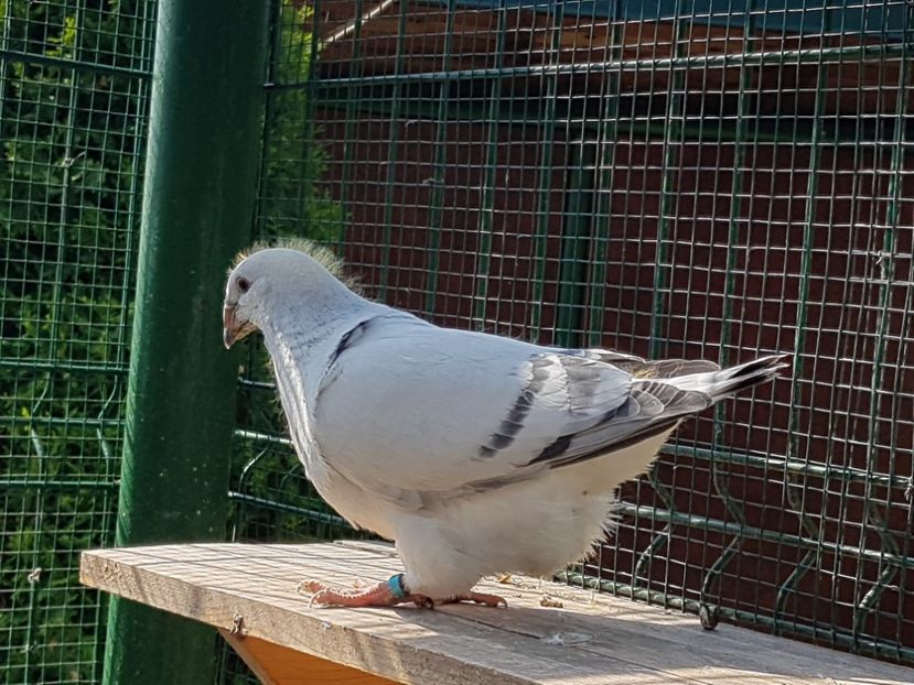  - 0-VRdF-TINERET-2019