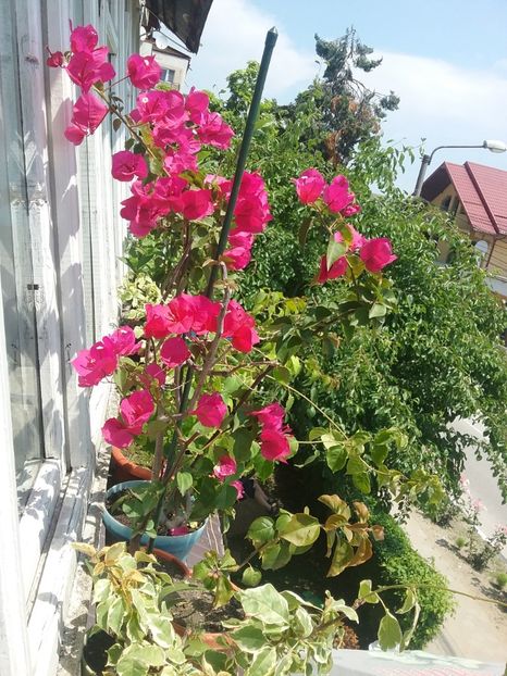  - Bougainvillea