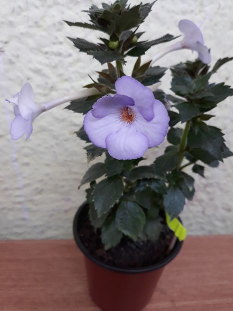  - R21 - Blue Temptation