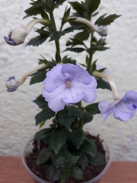 2019 - R20 - Crystalynn