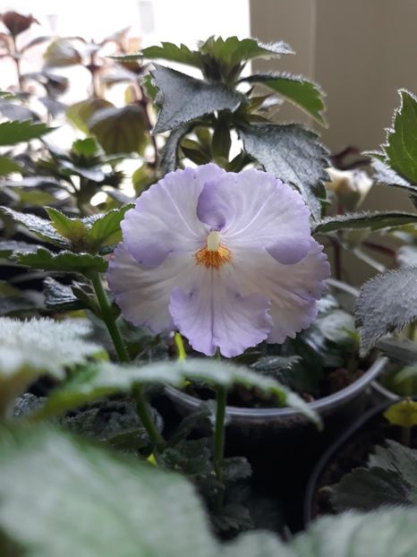  - R20 - Fontaine Bleue