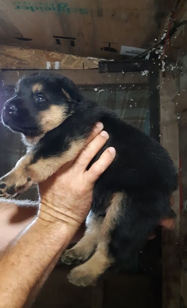  - ciobanesc german DE VANZARE