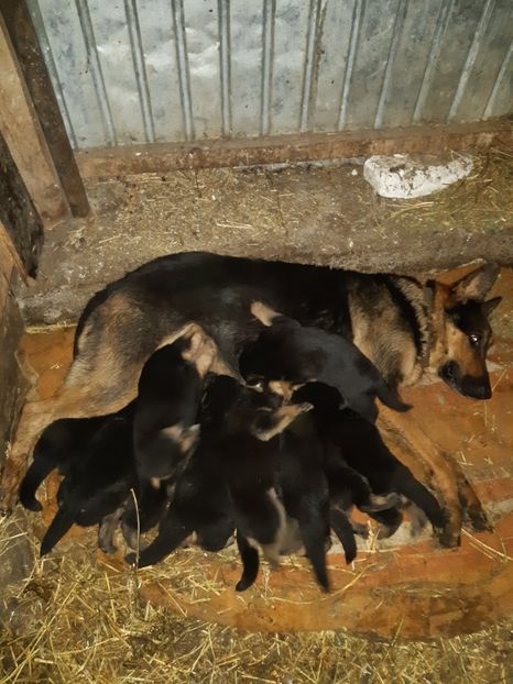  - ciobanesc german DE VANZARE