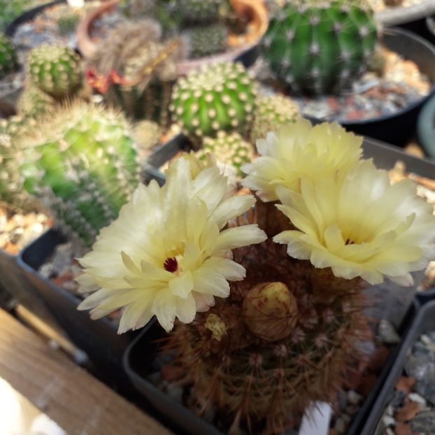 Notocactus schloserii - Cactusi înfloriti 2019