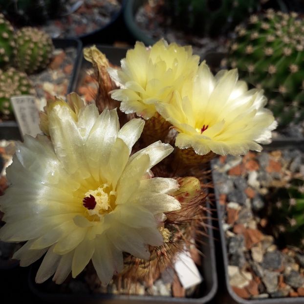 Notocactus schloserii - Cactusi înfloriti 2019