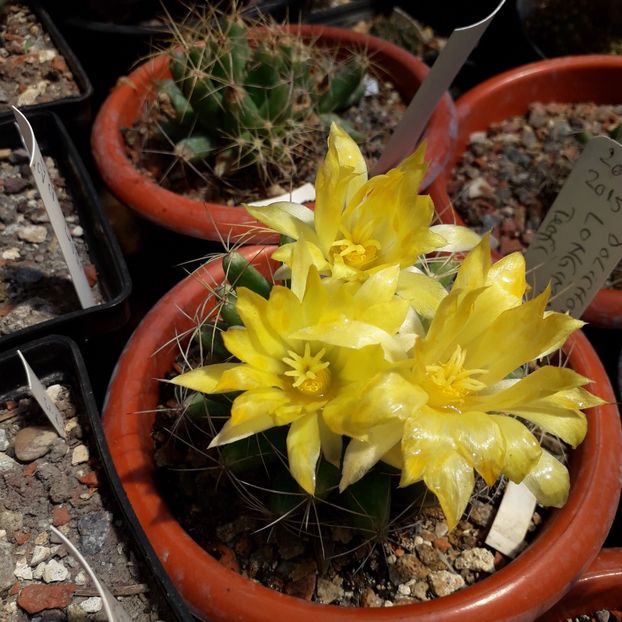 Dolichothele longimama - Cactusi înfloriti 2019