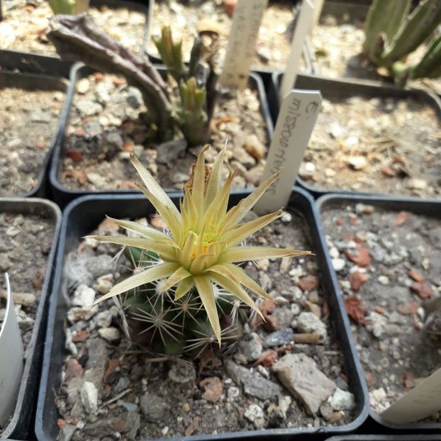 Escobaria missouriensis - Cactusi înfloriti 2019