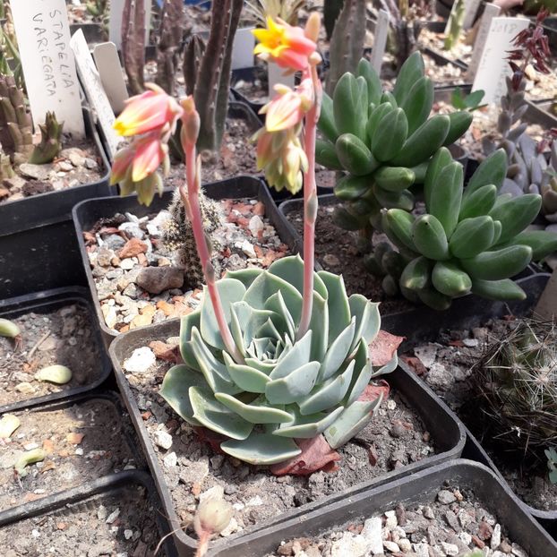 Echeveria sp. - Cactusi înfloriti 2019