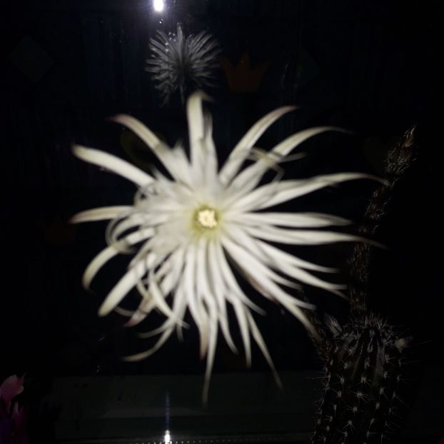 Setiechinopsis mirabilis - Cactusi înfloriti 2019