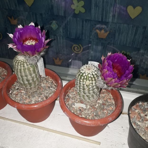 Echinocereus pectinatus - Cactusi înfloriti 2019