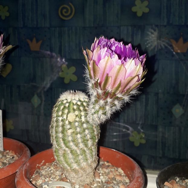 Echinocereus pectinatus - Cactusi înfloriti 2019