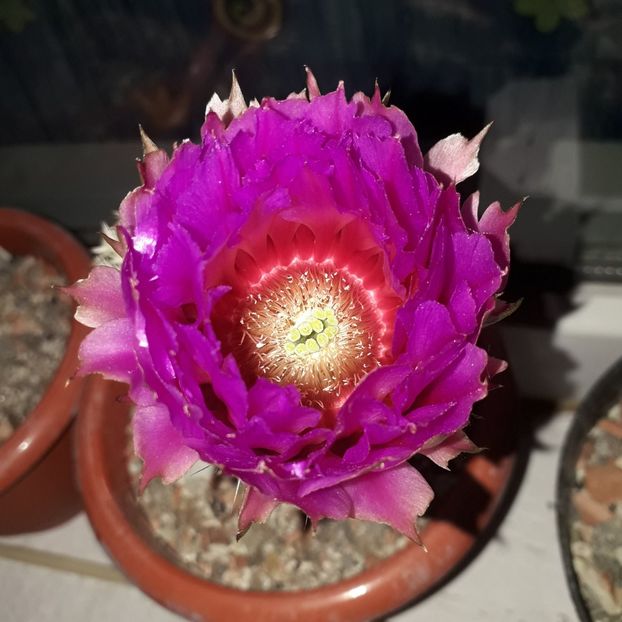 Echinocereus pectinatus - Cactusi înfloriti 2019