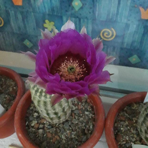 Echinocereus pectinatus - Cactusi înfloriti 2019