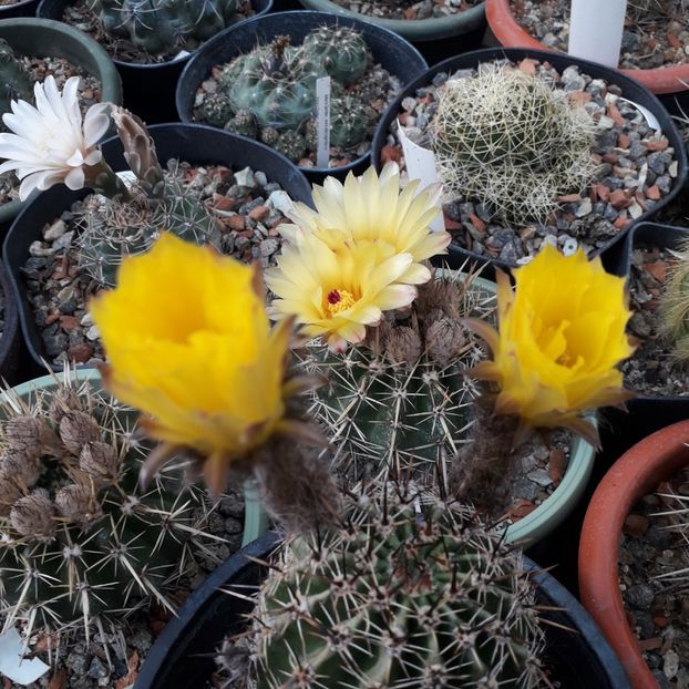 Pseudolobivia aurea - Cactusi înfloriti 2019