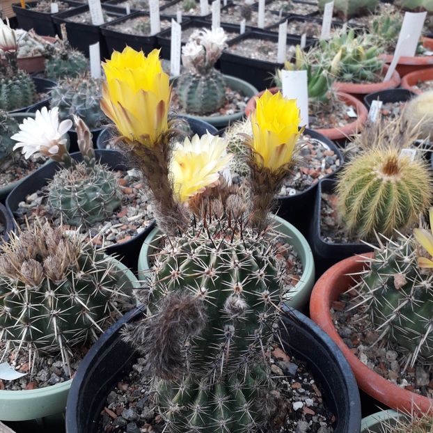 Pseudolobivia aurea - Cactusi înfloriti 2019