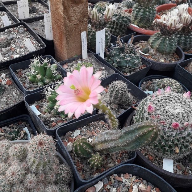 Echinocereus gentryi - Cactusi înfloriti 2019