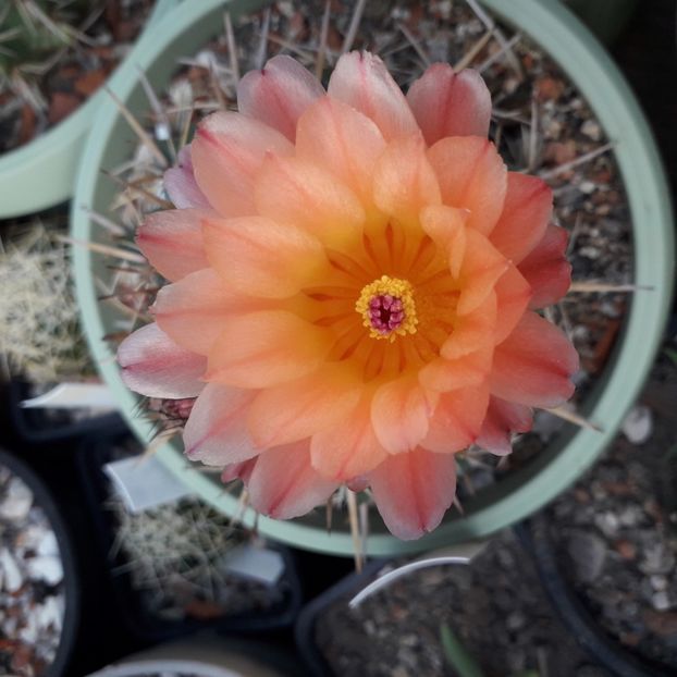 Notocactus submammulosus - Cactusi înfloriti 2019