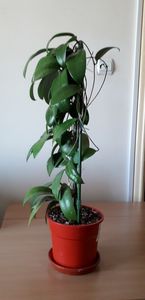  - Hoya crassicaulis- bicolor