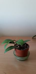  - Hoya crassicaulis- bicolor