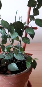  - hoya krohniana eskimo splash