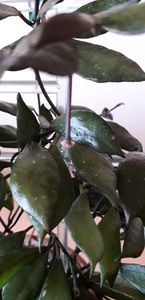  - Hoya lacunosa