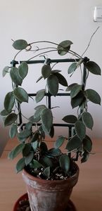  - Hoya thomsonii EPC 215