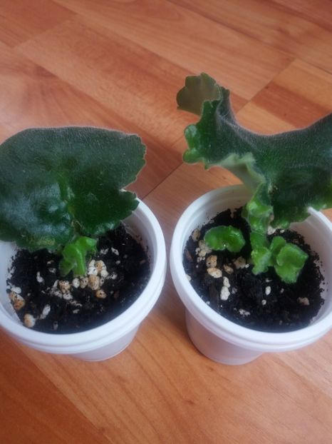 PT Elenika - violete fermagrama