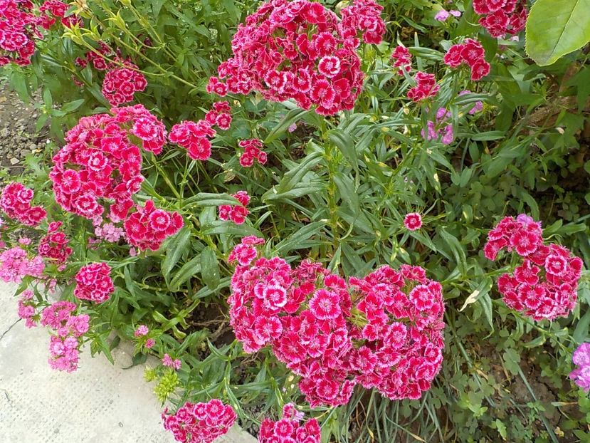  - dianthus