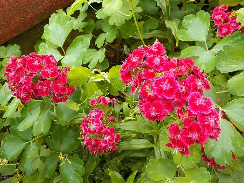  - dianthus