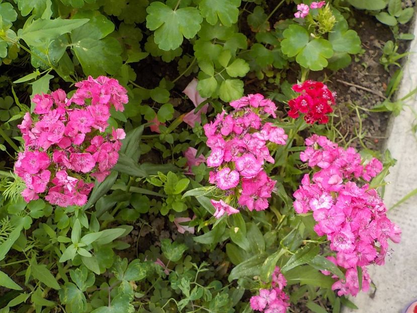  - dianthus