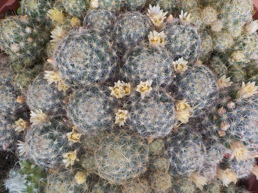  - mammillaria prolifera