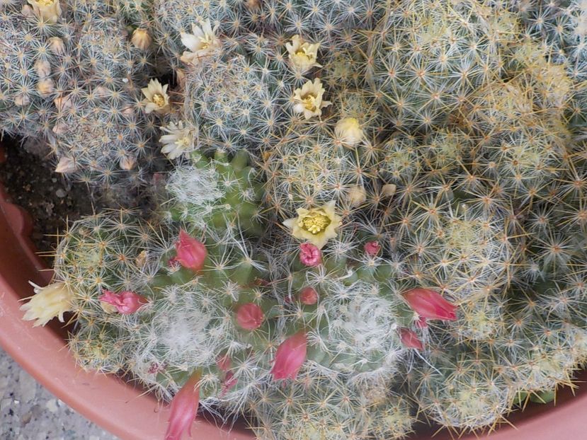  - mammillaria prolifera