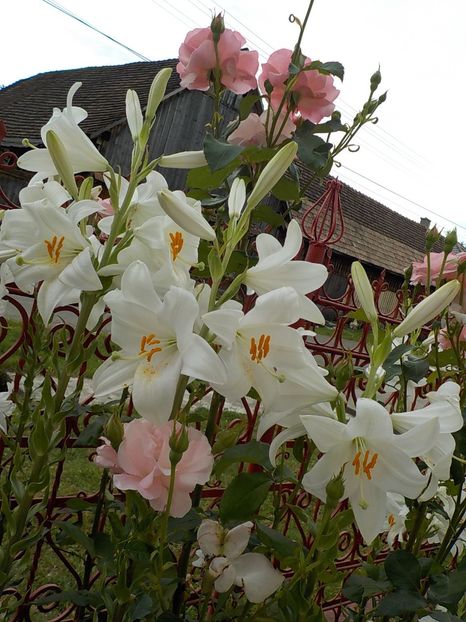  - lilium candidum