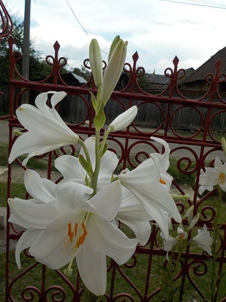  - lilium candidum