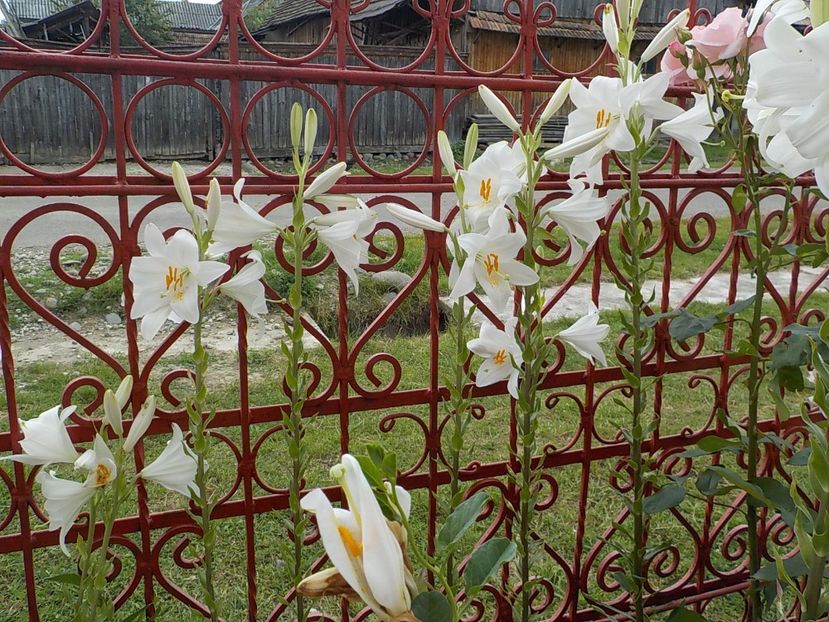  - lilium candidum