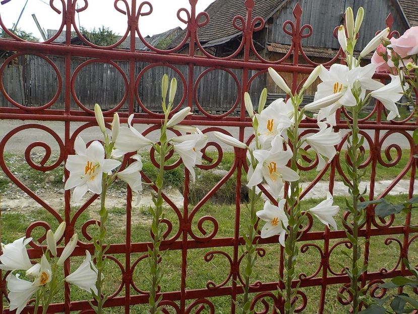  - lilium candidum
