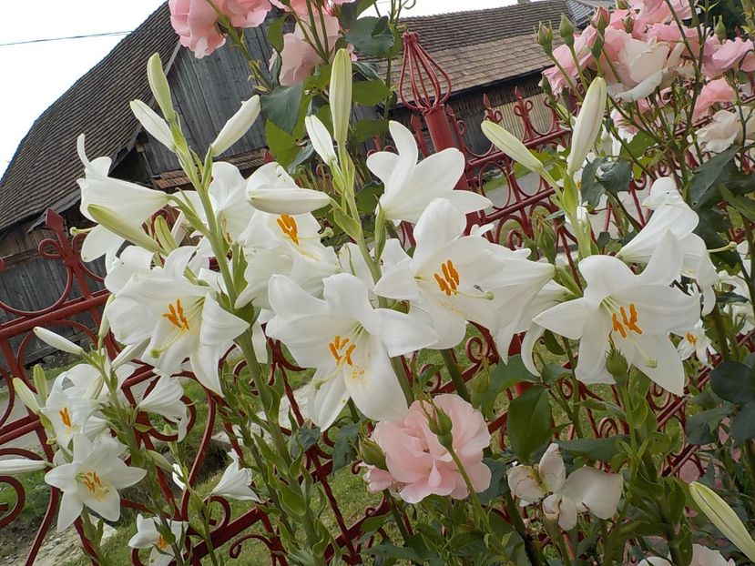  - lilium candidum