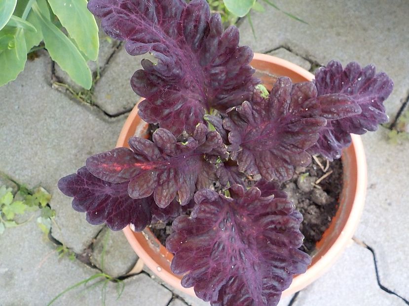  - coleus