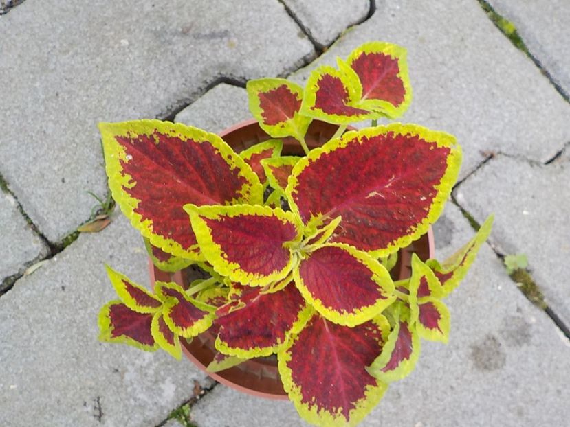 - coleus